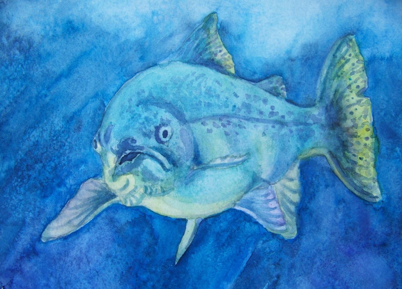 Old man salmon Turtle Bay wc